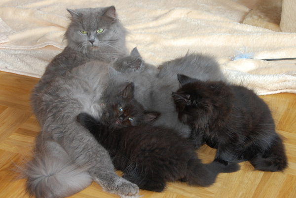 Chin Chin mit ihrem dritten Wurf.jpg